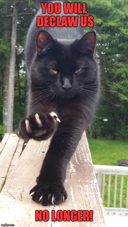 black cat claws pissed | YOU WILL DECLAW US NO LONGER! | image tagged in black cat claws pissed | made w/ Imgflip meme maker