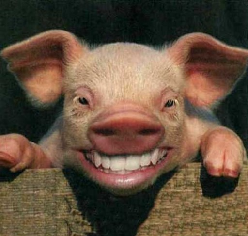 Swine with human teeth Blank Meme Template