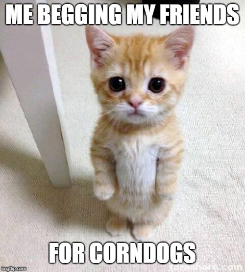 Cute Cat | ME BEGGING MY FRIENDS; FOR CORNDOGS | image tagged in memes,cute cat | made w/ Imgflip meme maker