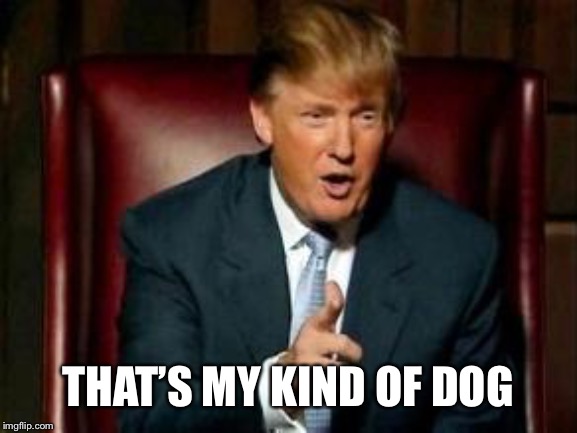 Donald Trump | THAT’S MY KIND OF DOG | image tagged in donald trump | made w/ Imgflip meme maker