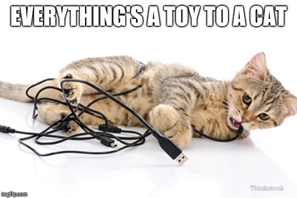 EVERYTHING'S A TOY TO A CAT | made w/ Imgflip meme maker