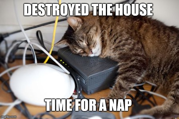 DESTROYED THE HOUSE; TIME FOR A NAP | image tagged in cat,destruction | made w/ Imgflip meme maker