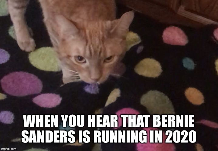 WHEN YOU HEAR THAT BERNIE SANDERS IS RUNNING IN 2020 | image tagged in kiara the kitty,memes,politics,bernie sanders,election 2020,presidential race | made w/ Imgflip meme maker
