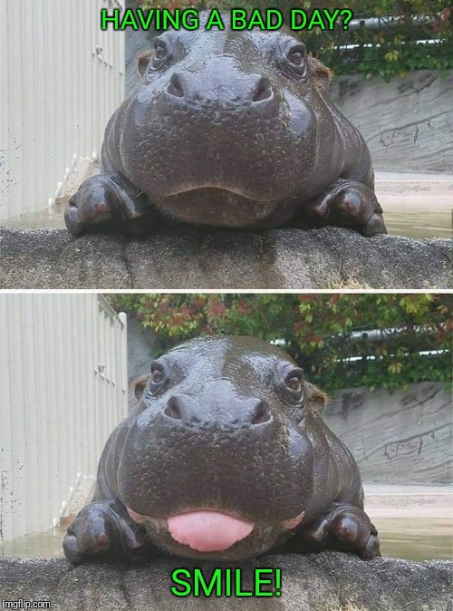 Smile  | HAVING A BAD DAY? SMILE! | image tagged in funny hippo,smile,having a bad day | made w/ Imgflip meme maker