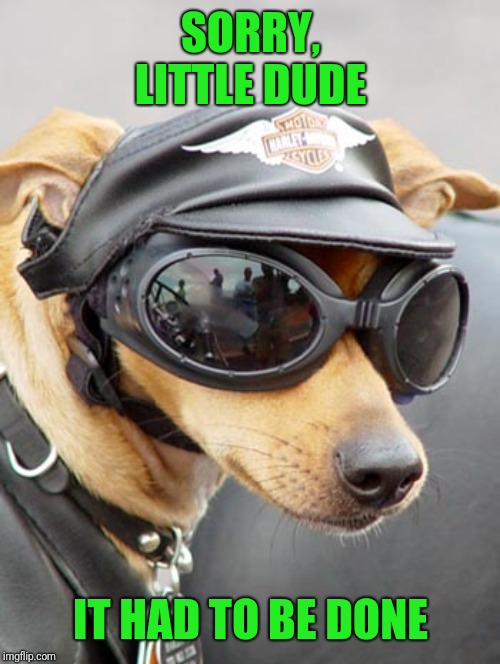 Harley Davidson Dog | SORRY, LITTLE DUDE IT HAD TO BE DONE | image tagged in harley davidson dog | made w/ Imgflip meme maker