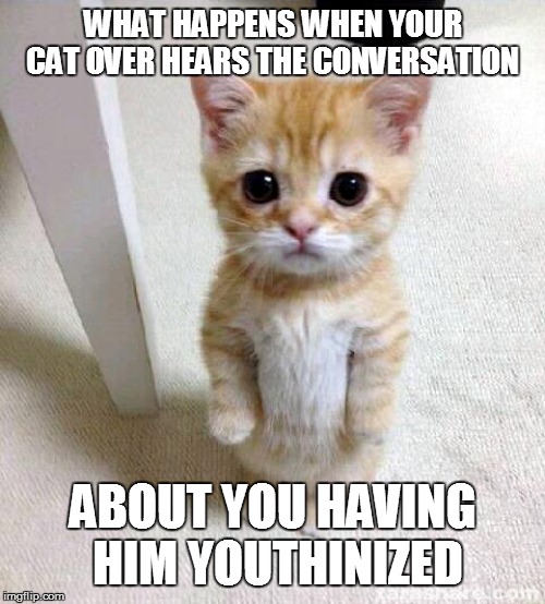 I heard | WHAT HAPPENS WHEN YOUR CAT OVER HEARS THE CONVERSATION; ABOUT YOU HAVING HIM YOUTHINIZED | image tagged in memes,cute cat | made w/ Imgflip meme maker