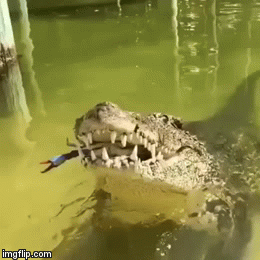 I'm Not Sure If It's A Crocodile Or An Alligator? I Can't Tell If He
