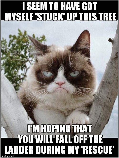 Rescue Me ! | I SEEM TO HAVE GOT MYSELF 'STUCK' UP THIS TREE; I'M HOPING THAT YOU WILL FALL OFF THE LADDER DURING MY 'RESCUE' | image tagged in cats,grumpy cat | made w/ Imgflip meme maker