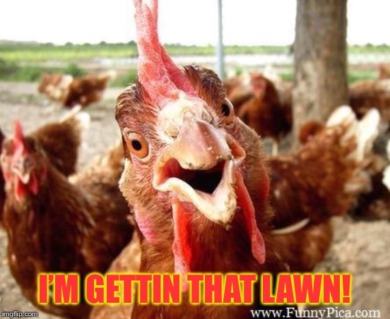 Chicken | I’M GETTIN THAT LAWN! | image tagged in chicken | made w/ Imgflip meme maker