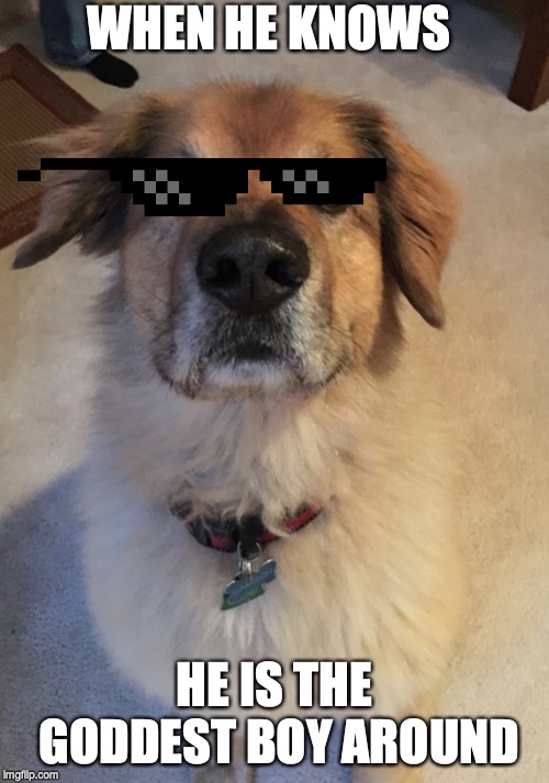 WHEN HE KNOWS; HE IS THE GODDEST BOY AROUND | image tagged in pupper | made w/ Imgflip meme maker