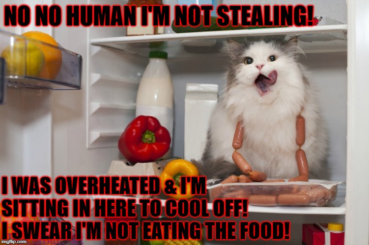 NO NO HUMAN I'M NOT STEALING! I WAS OVERHEATED & I'M SITTING IN HERE TO COOL OFF! I SWEAR I'M NOT EATING THE FOOD! | image tagged in i'm not stealing | made w/ Imgflip meme maker