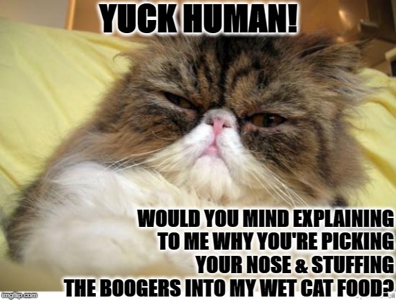 YUCK HUMAN! WOULD YOU MIND EXPLAINING TO ME WHY YOU'RE PICKING YOUR NOSE & STUFFING THE BOOGERS INTO MY WET CAT FOOD? | image tagged in disgusted persian | made w/ Imgflip meme maker