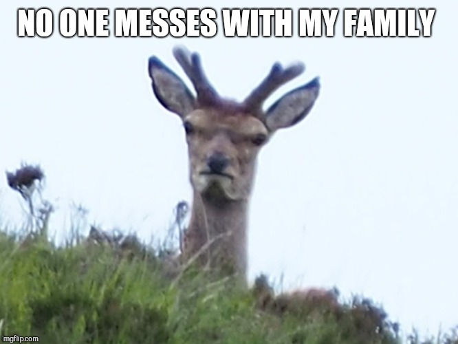 furious deer | NO ONE MESSES WITH MY FAMILY | image tagged in furious deer | made w/ Imgflip meme maker