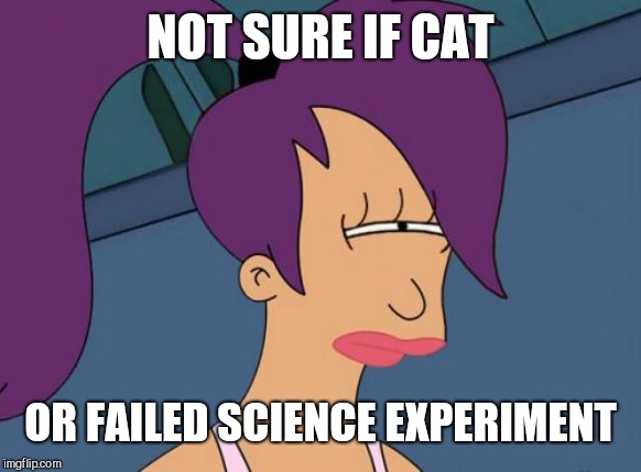 Futurama Leela Meme | NOT SURE IF CAT OR FAILED SCIENCE EXPERIMENT | image tagged in memes,futurama leela | made w/ Imgflip meme maker