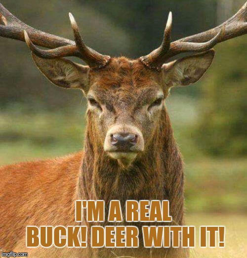 Macho Deer  | I'M A REAL BUCK! DEER WITH IT! | image tagged in deer,puns,animal meme | made w/ Imgflip meme maker