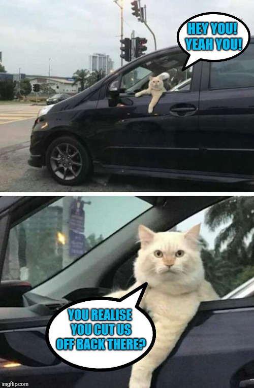  HEY YOU! YEAH YOU! YOU REALISE YOU CUT US OFF BACK THERE? | image tagged in annoyed cat,bad drivers | made w/ Imgflip meme maker