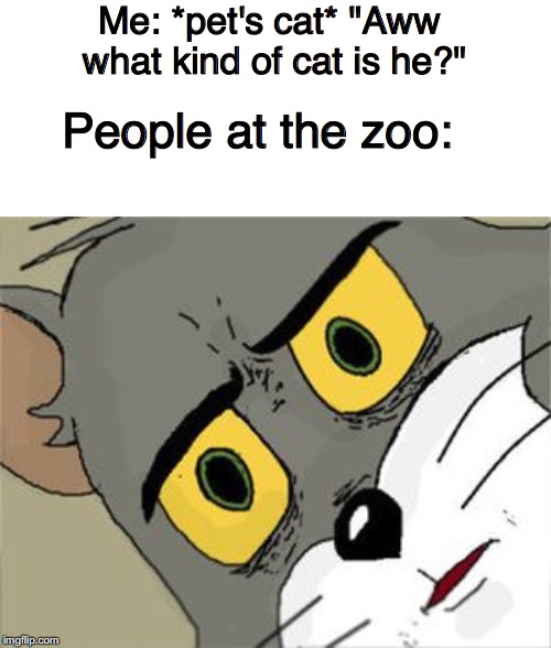 Meow. | Me: *pet's cat* "Aww what kind of cat is he?"; People at the zoo: | image tagged in unsettled tom,lion king,check yourself before you wreck yourself,tom and jerry | made w/ Imgflip meme maker