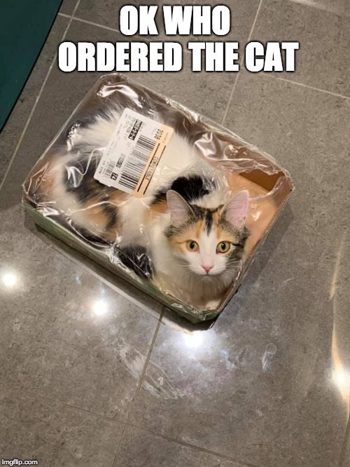 cat pack | OK WHO ORDERED THE CAT | image tagged in cat,box | made w/ Imgflip meme maker