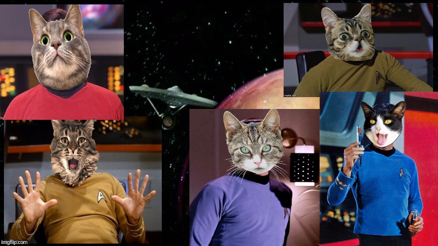 Imagine If You Will, An Episode Where The Crew Of The Enterprise Are All Turned Into Cats,Except Chekov | image tagged in star trek,kirk,spock,bones mccoy,scotty,sulu | made w/ Imgflip meme maker