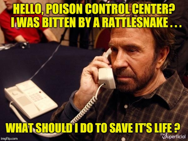 You don't pull the mask off the Lone Ranger and you don't **** with Chuck! | HELLO, POISON CONTROL CENTER?  I WAS BITTEN BY A RATTLESNAKE . . . WHAT SHOULD I DO TO SAVE IT'S LIFE ? | image tagged in memes,chuck norris phone,chuck norris | made w/ Imgflip meme maker