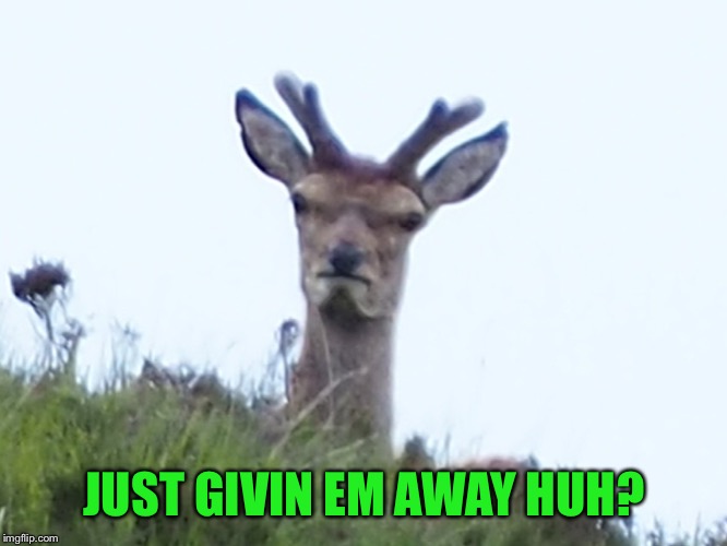 furious deer | JUST GIVIN EM AWAY HUH? | image tagged in furious deer | made w/ Imgflip meme maker