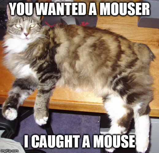 I caught a mouse | YOU WANTED A MOUSER; I CAUGHT A MOUSE | image tagged in cat,mouse,desk | made w/ Imgflip meme maker