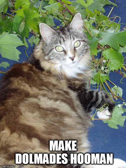 make dolmades hooman | MAKE DOLMADES HOOMAN | image tagged in cat,lolcatz,dolmades,greek | made w/ Imgflip meme maker