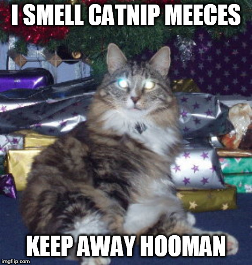 catnip meeces | I SMELL CATNIP MEECES; KEEP AWAY HOOMAN | image tagged in cats,lolcatz,xmas,catnip | made w/ Imgflip meme maker