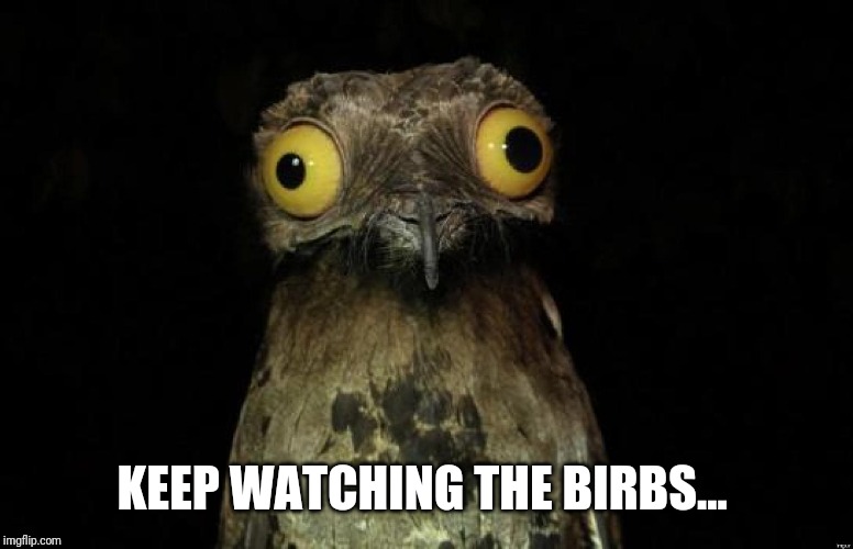 Birb | KEEP WATCHING THE BIRBS... | image tagged in birb | made w/ Imgflip meme maker
