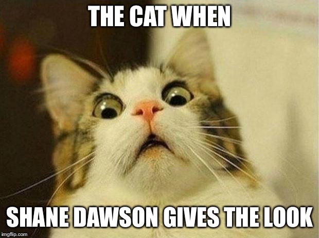 Scared Cat Meme | THE CAT WHEN; SHANE DAWSON GIVES THE LOOK | image tagged in memes,scared cat | made w/ Imgflip meme maker