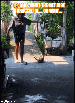 🤣 LOOK WHAT THE CAT JUST DRAGGED IN.... 
OH WAIT.... | image tagged in gifs | made w/ Imgflip video-to-gif maker