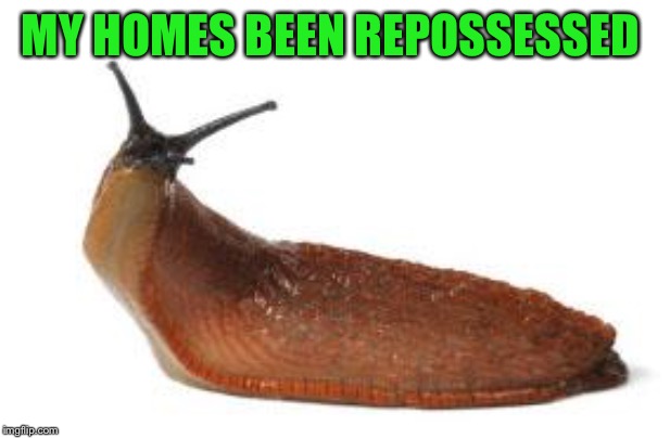 slug life | MY HOMES BEEN REPOSSESSED | image tagged in slug life | made w/ Imgflip meme maker