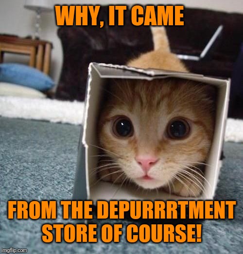 i is box cat | WHY, IT CAME FROM THE DEPURRRTMENT STORE OF COURSE! | image tagged in i is box cat | made w/ Imgflip meme maker