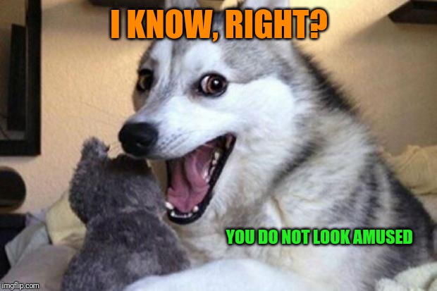 Bad Pun Dog | I KNOW, RIGHT? YOU DO NOT LOOK AMUSED | image tagged in bad pun dog | made w/ Imgflip meme maker