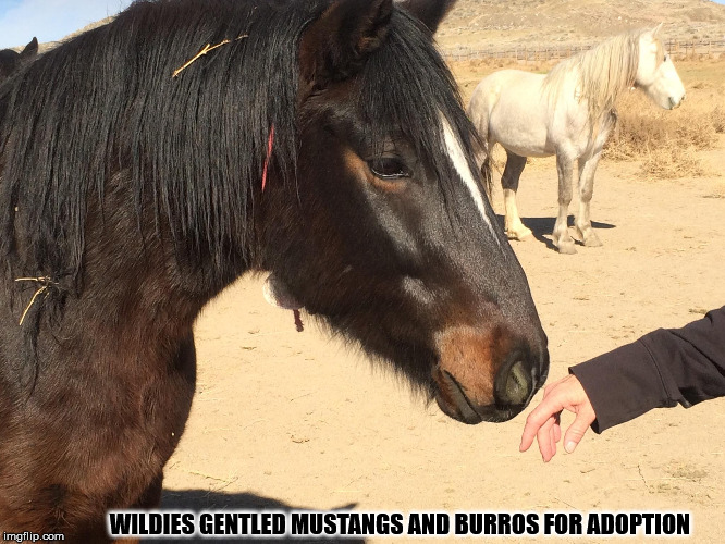 Mustang First touch. |  WILDIES GENTLED MUSTANGS AND BURROS FOR ADOPTION | image tagged in mustang,wild horse,burro,blm | made w/ Imgflip meme maker