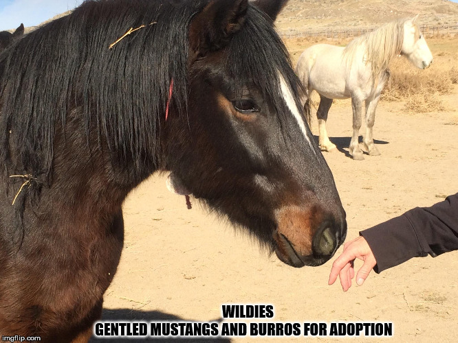 mustangs | WILDIES                        GENTLED MUSTANGS AND BURROS FOR ADOPTION | image tagged in horse face,mustang | made w/ Imgflip meme maker