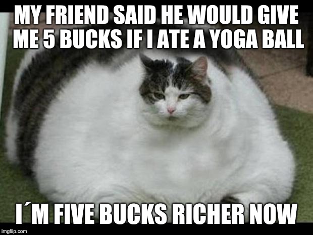 fat cat 2 | MY FRIEND SAID HE WOULD GIVE ME 5 BUCKS IF I ATE A YOGA BALL; I´M FIVE BUCKS RICHER NOW | image tagged in fat cat 2 | made w/ Imgflip meme maker