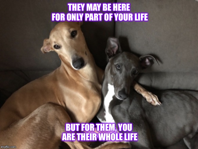 Greyhounds as Pets | THEY MAY BE HERE FOR ONLY PART OF YOUR LIFE; BUT FOR THEM, YOU ARE THEIR WHOLE LIFE | image tagged in dogs | made w/ Imgflip meme maker