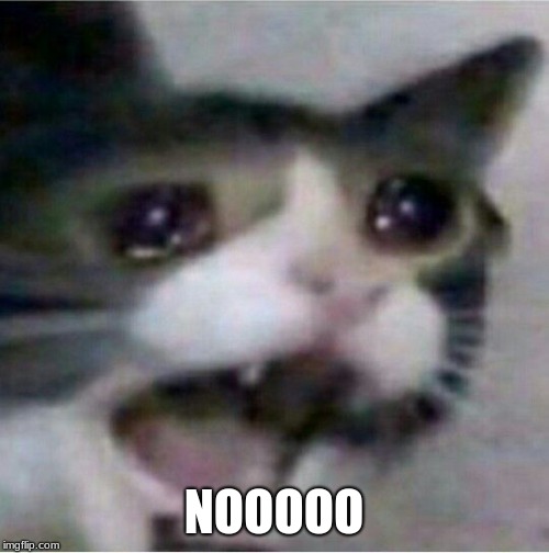 crying cat | NOOOOO | image tagged in crying cat | made w/ Imgflip meme maker
