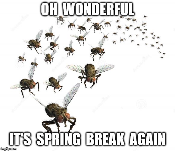 Spring Break | OH  WONDERFUL; IT'S  SPRING  BREAK  AGAIN | image tagged in spring break | made w/ Imgflip meme maker