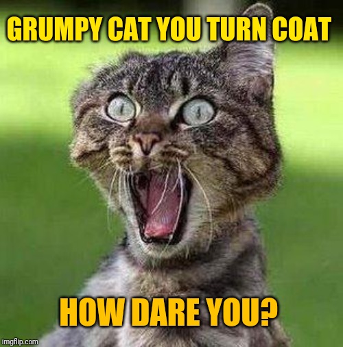 Shocked Cat | GRUMPY CAT YOU TURN COAT HOW DARE YOU? | image tagged in shocked cat | made w/ Imgflip meme maker