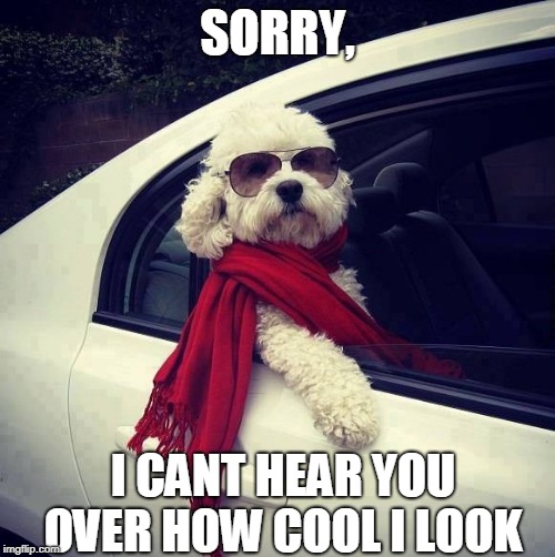 SORRY CAT, I CANT HEAR YOU OVER HOW COOL I LOOK | SORRY, I CANT HEAR YOU OVER HOW COOL I LOOK | image tagged in dog with shades,cats,dogs,animals | made w/ Imgflip meme maker