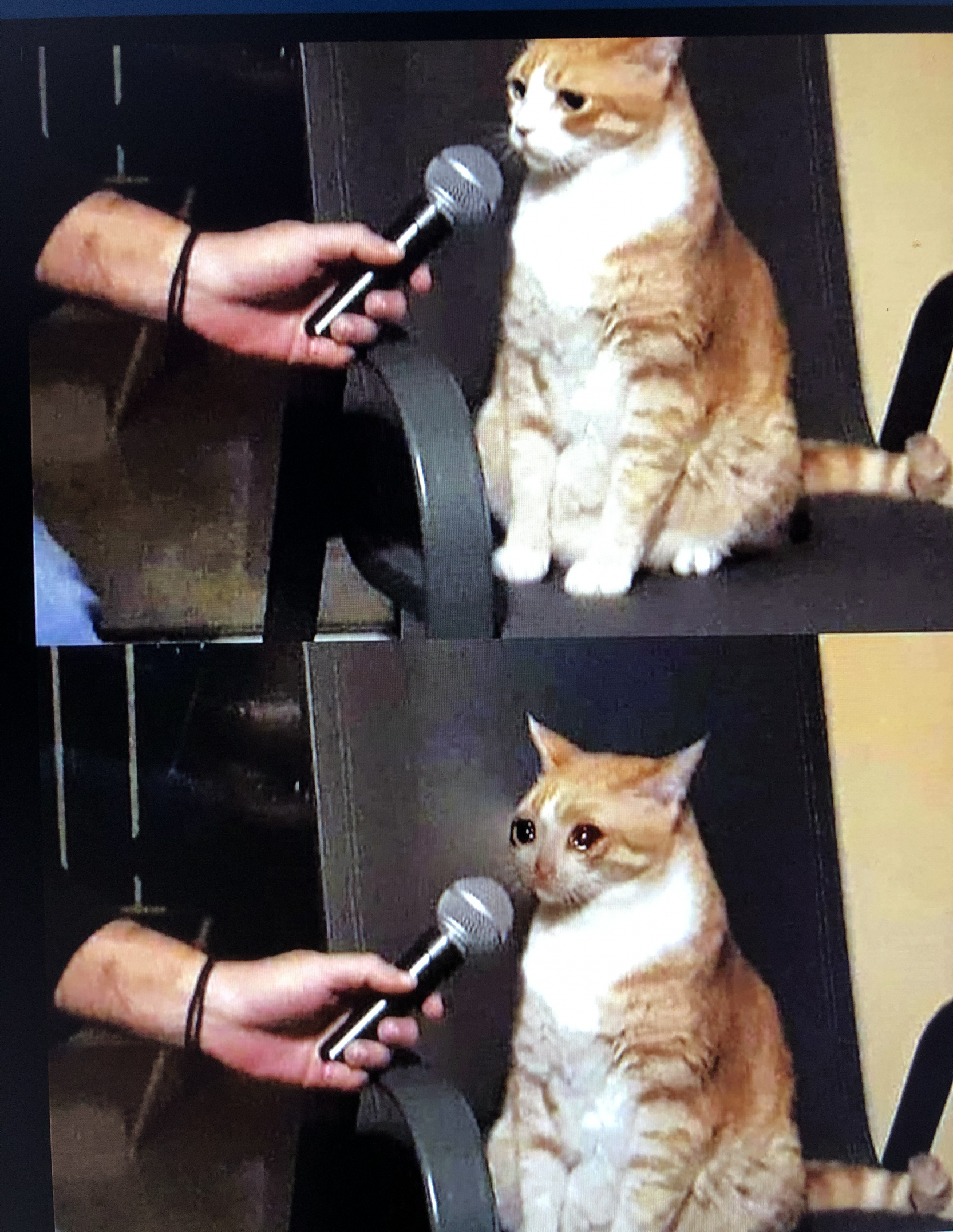 Cat interview crying Blank Meme Template