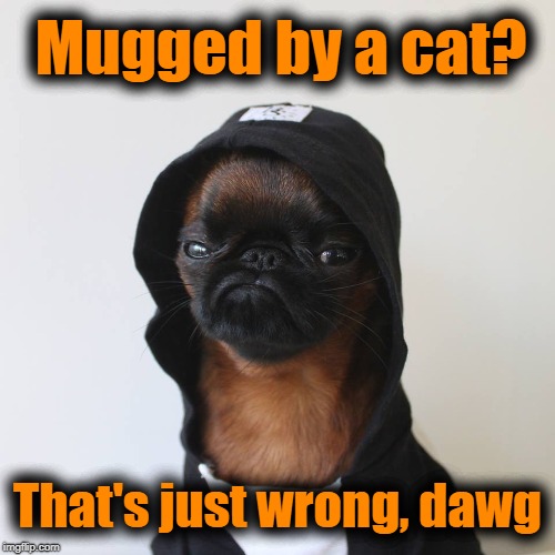 Grumpy Doggo | Mugged by a cat? That's just wrong, dawg | image tagged in grumpy doggo | made w/ Imgflip meme maker