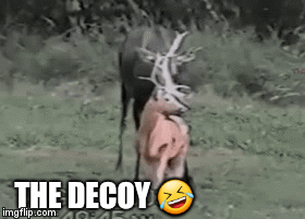 THE DECOY 🤣 | image tagged in gifs | made w/ Imgflip video-to-gif maker
