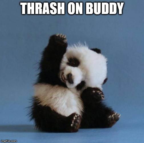 Thrash dudes | THRASH ON BUDDY | image tagged in panda | made w/ Imgflip meme maker