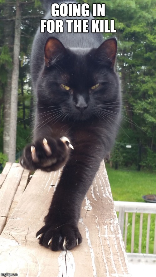 black cat claws pissed | GOING IN FOR THE KILL | image tagged in black cat claws pissed | made w/ Imgflip meme maker
