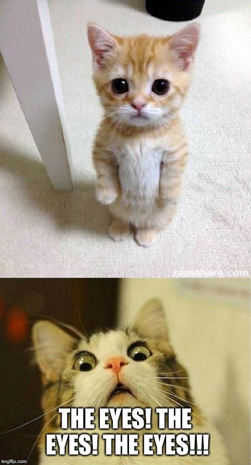 Eyes | THE EYES! THE EYES! THE EYES!!! | image tagged in memes,scared cat,cute cat | made w/ Imgflip meme maker