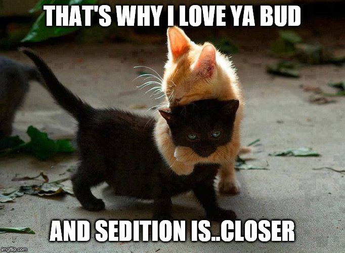 kitten hug | THAT'S WHY I LOVE YA BUD AND SEDITION IS..CLOSER | image tagged in kitten hug | made w/ Imgflip meme maker
