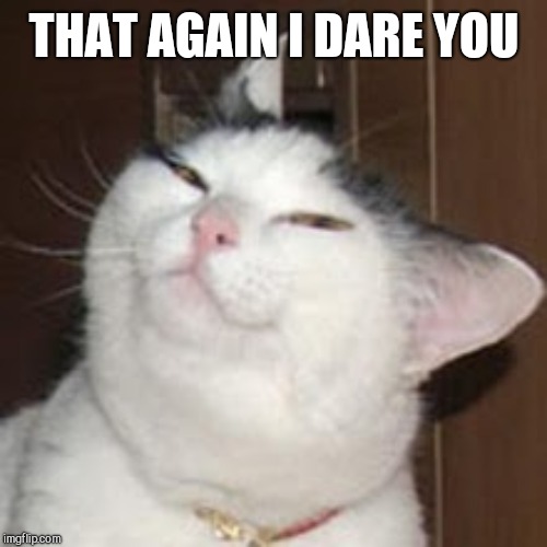 smug cat | THAT AGAIN I DARE YOU | image tagged in smug cat | made w/ Imgflip meme maker